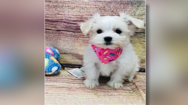 Hillsborough deputies searching for man who stole $3,000 puppy from Tampa pet store