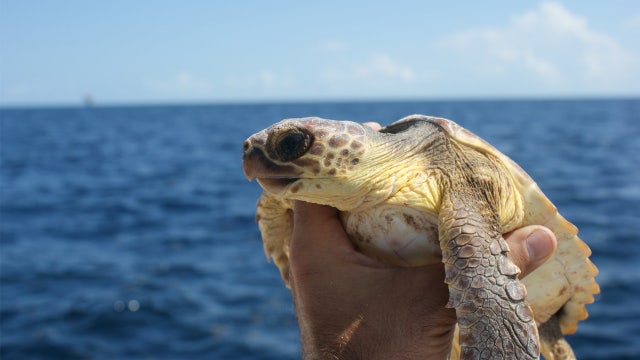 Record number of sea turtle nests documented on Sanibel, Captiva