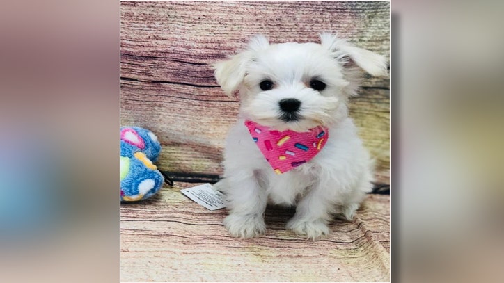 puppy store on dale mabry