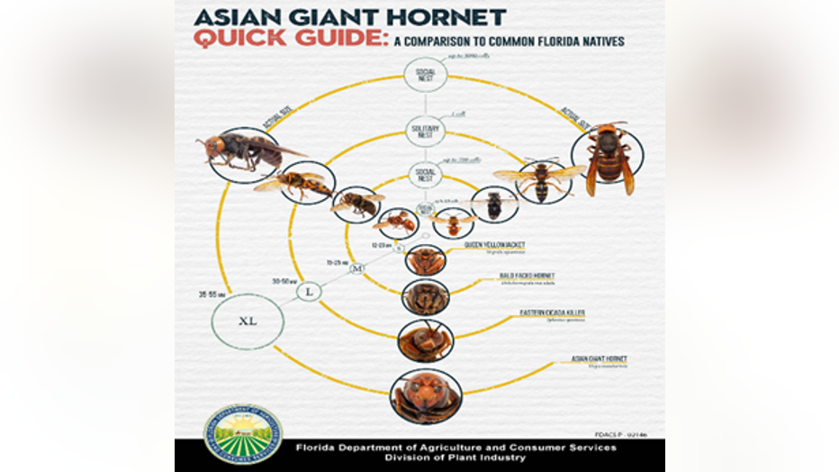 HORNET-GUIDE.png