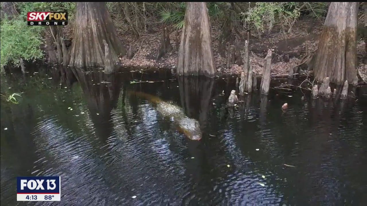Green Swamp keeps Florida waterways clean