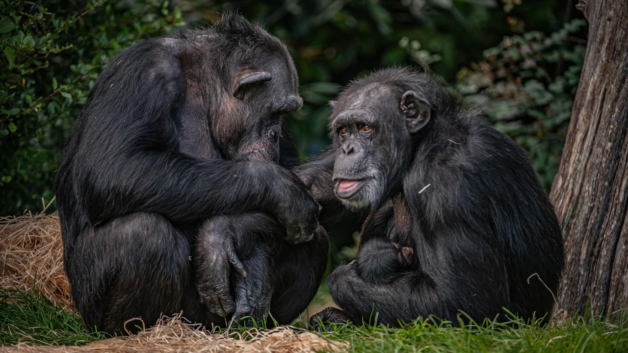 Chester Zoo Welcomes 'hugely Significant' Birth Of Endangered ...