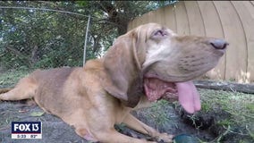 After four years lost in Florida forest, hero bloodhound gets second chance with loving family