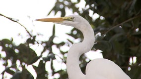 Seaside Seabird Sanctuary reports less donations, loss of volunteers during pandemic