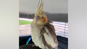 Pet cockatiel found by workers at Tampa International Airport