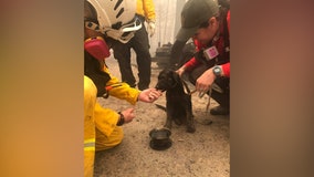 Puppy rescued from charred remains of home in California as wildfires burn through West Coast