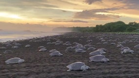 Hundreds of sea turtles cross beach for mass nesting in Costa Rica