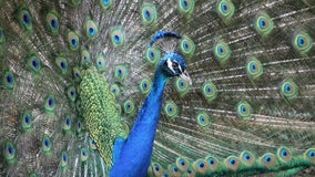 Man accused of killing pet peacocks, eating them, over dispute with neighbor