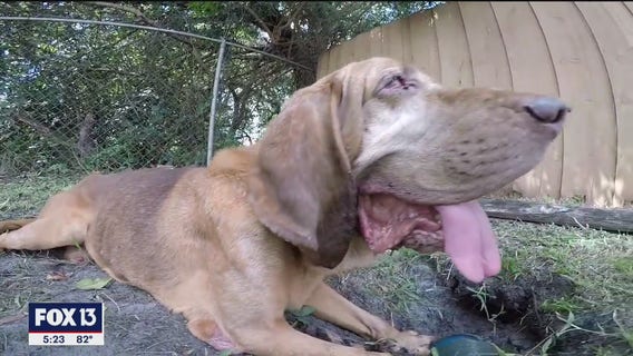 After four years lost in Florida forest, hero bloodhound gets second chance with loving family