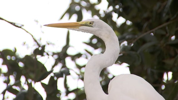 Seaside Seabird Sanctuary reports less donations, loss of volunteers during pandemic