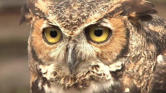 Rescued, rehabilitated birds of prey find home at George McGough Nature Park