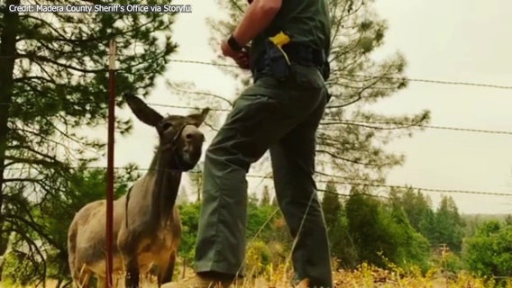 'Gertie' the donkey to reunite with owners after California fire evacuations