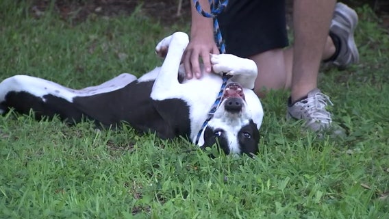 Several animals displaced by Hurricane Sally up for adoption at SPCA Tampa Bay