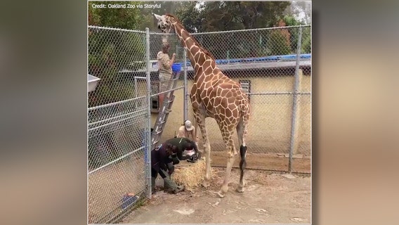 'A tall order': Oakland Zoo gives giraffe a pedicure