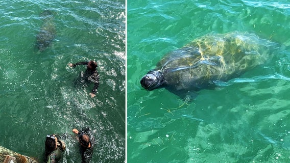 SWAT team gets friendly reminder why it's 'Manatee' County