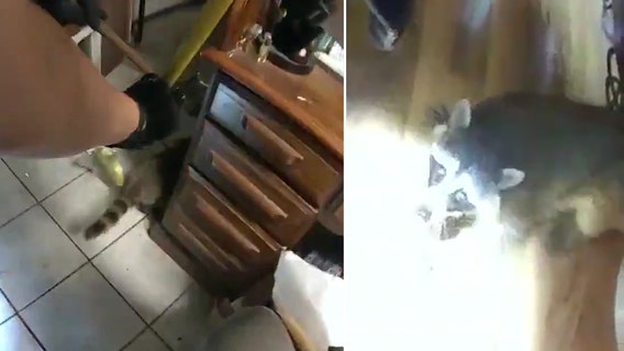 Tampa police chase raccoon from home after owner calls 911 about noises in closet