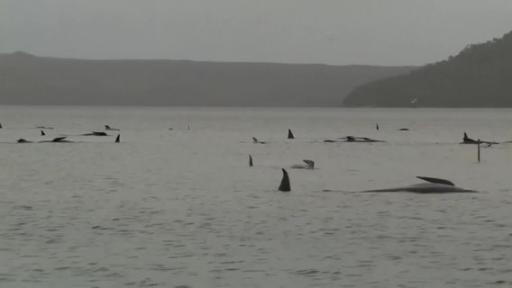 Almost 500 pilot whales stranded in Australia; 380 dead