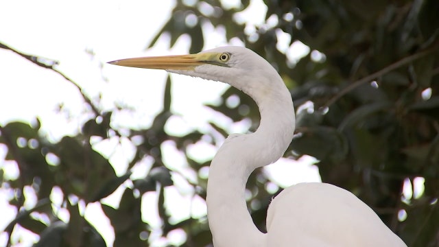 Seaside Seabird Sanctuary reports less donations, loss of volunteers during pandemic