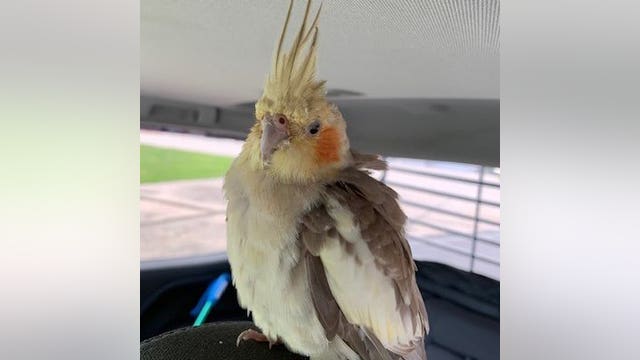 Pet cockatiel found by workers at Tampa International Airport