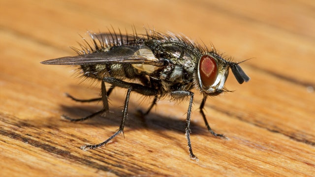 Man chasing fly accidentally blows up part of house: report