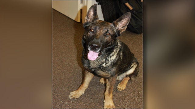 K9 helps capture teens in stolen car with concealed firearms following crash in Wesley Chapel