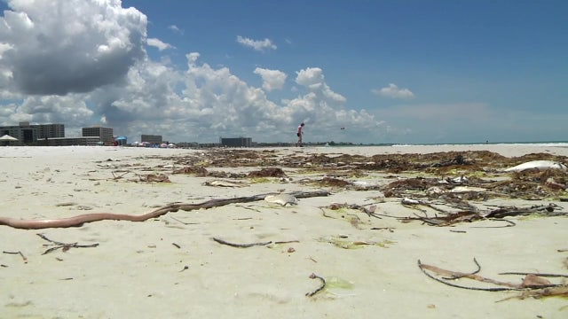 Cheers! Brewery, hurt by red tide, using beer byproduct in attempt to destroy algae bloom