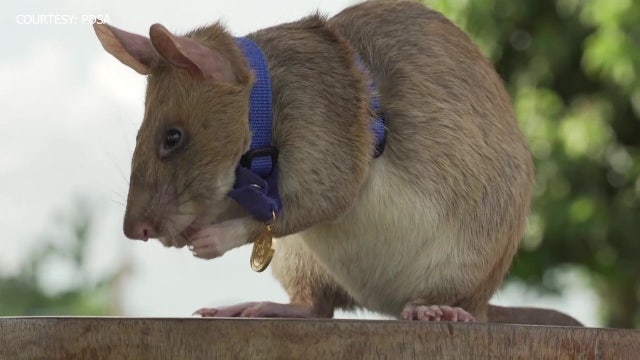 Hero rat gets gold medal for sniffing out landmines