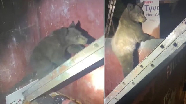 Deputies help bear cubs escape dumpster with ladder