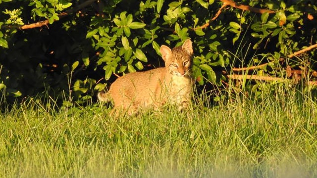 Caught on camera: Bobcat family frolics outside Westchase school