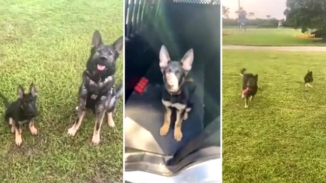 Veteran Florida K-9 shows new baby brother the ropes