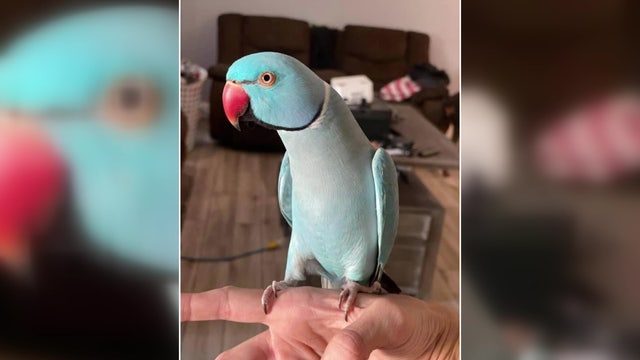 Beloved pet parakeet escapes Panama City family's RV in Hillsborough County park