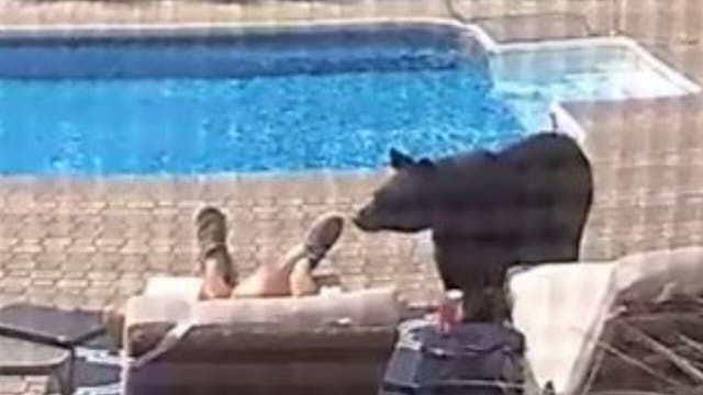 Bear nudges Massachusetts man napping by pool in surprising video