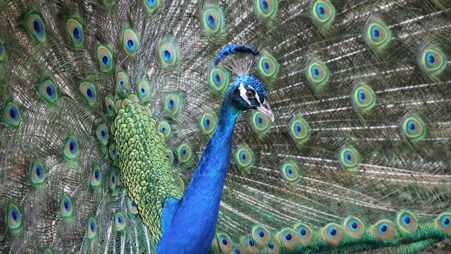 Man accused of killing pet peacocks, eating them, over dispute with neighbor