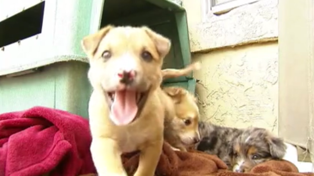 Unanimous vote changes how Pasco pet stores source their animals