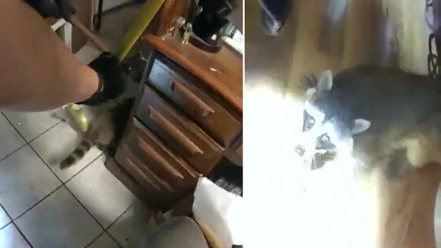 Tampa police chase raccoon from home after owner calls 911 about noises in closet