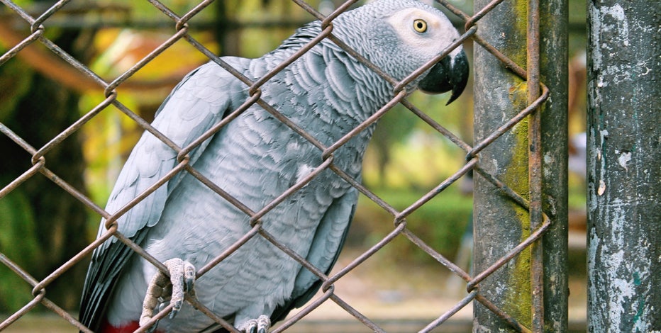 cursing parrot cage