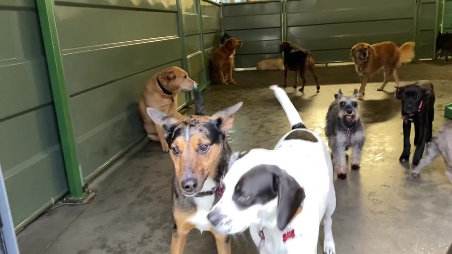 bow wow dog daycare