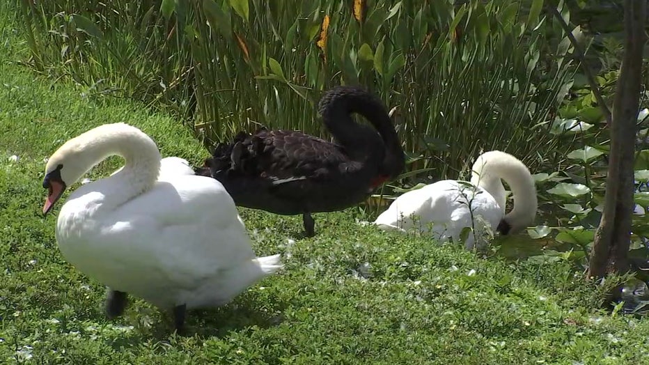 Swans in Lakeland