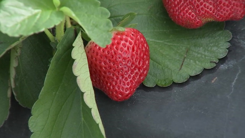 strawberry university of florida plant breeding wimauma