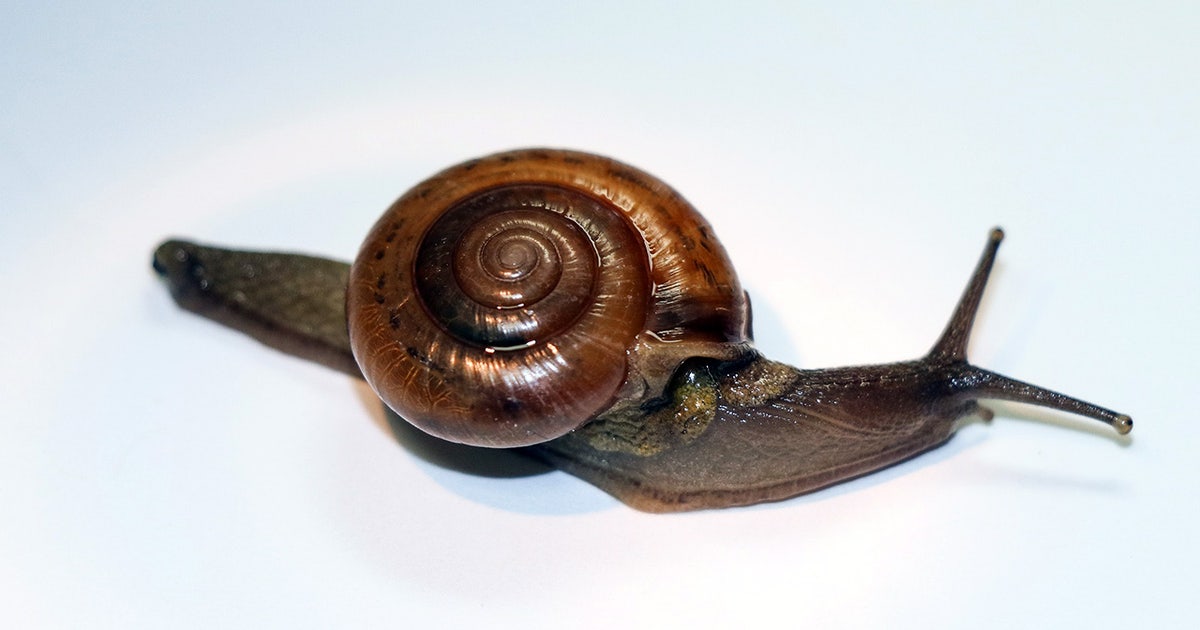 Pest alert: Invasive horntail snail found for first time in South
