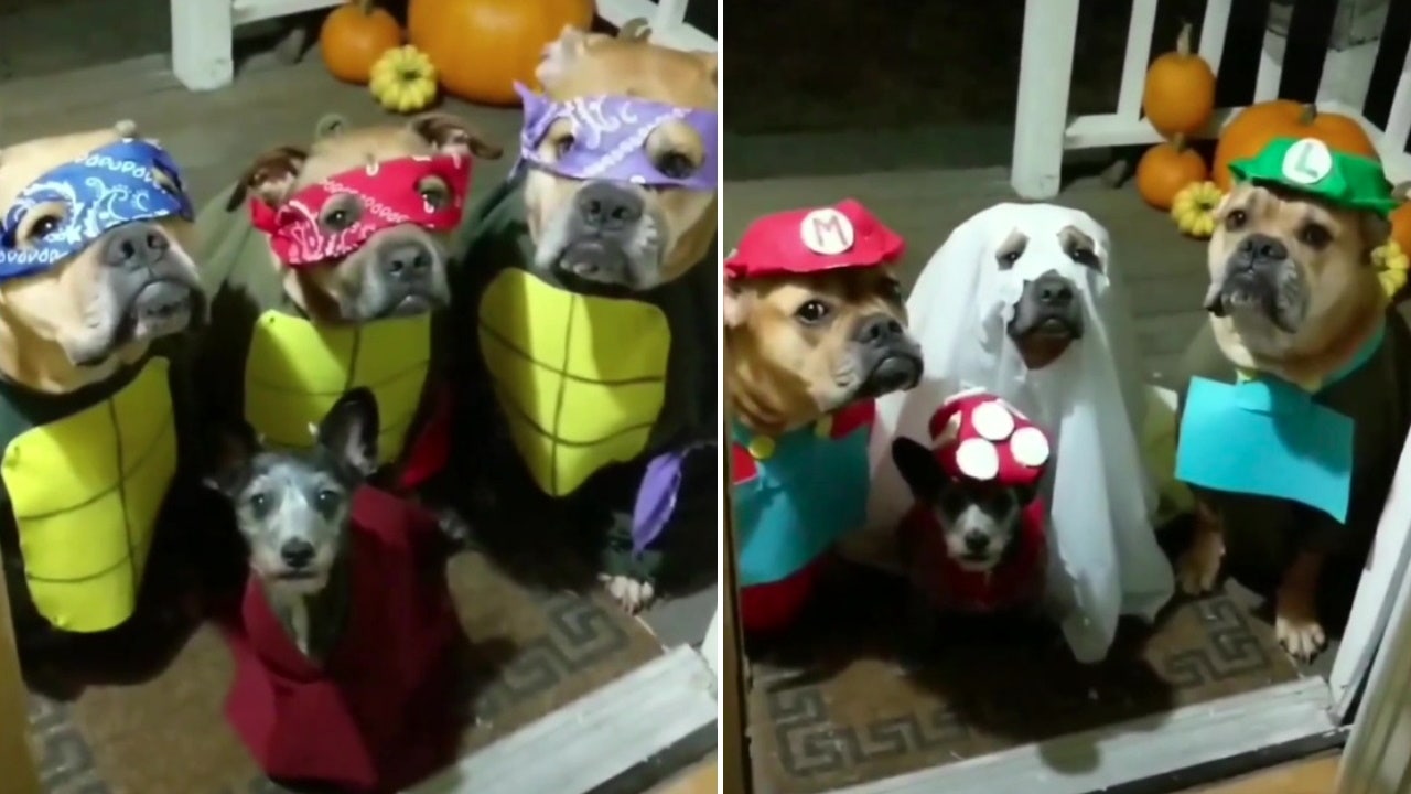 100 Halloween Costume Ideas for Dogs - Fidose of Reality