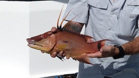 Fishing Report: Halloween weekend