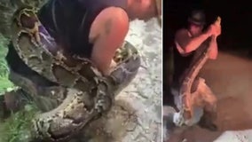 Massive 18-foot python wraps around hunter during capture in Florida Everglades