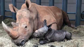 Endangered white rhino calf born at Walt Disney World