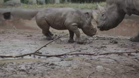 Rhinos romp and roll in mud at Cincinnati Zoo