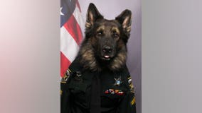 'Handsome dude': Florida K-9 dons uniform, tie for new ID badge