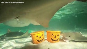 Stingrays go 'underwater trick-or-treating' at Phoenix Zoo