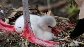 Zoo welcomes first flamingo chick in 22 years