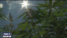 USF takes closer look at the healing power of plants, including hemp