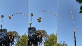 Wild ride: Man cutting palm tree ends up swinging precariously in the air